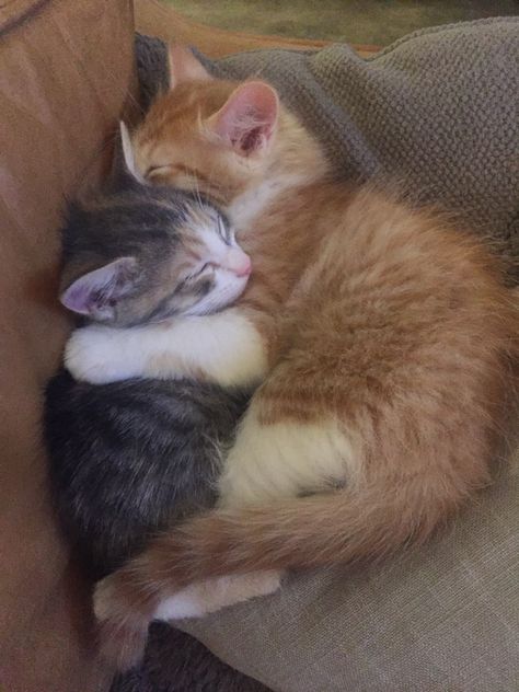 2 Kittens Together, 2 Cats Together, Cute Cats Cuddling, Cats Sleeping Together, Two Cats In Love, Cats Hugging, Cuddle Cat, Cats Cuddling, 2 Kittens