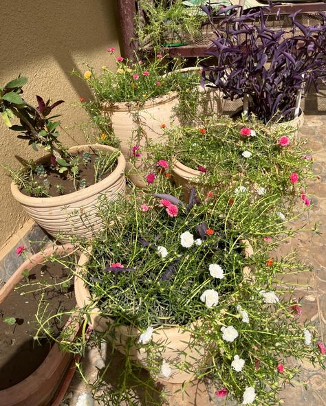 🌸 Moss rose in containers. Also in photos can see purple heart and crown of thorns. Grown from cuttings (grows very fast 📈). If planted on the ground - would look like a carpet. Likes full sun. (Needs a very sunny location).☀️🌞 #mossrose #puslane #portulaca #flowers #цветы #мойсад Crown Of Thorns, Purple Heart, Crown, Canning, Purple, Flowers, Plants, Instagram