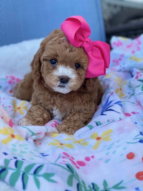 Teacup Goldendoodle Puppy, Goldendoodle Teacup, Doodles Puppies, Doodles Dog, Teacup Goldendoodle, Toy Goldendoodle, Monkey Pet, Goldendoodle Miniature, Baby Pets