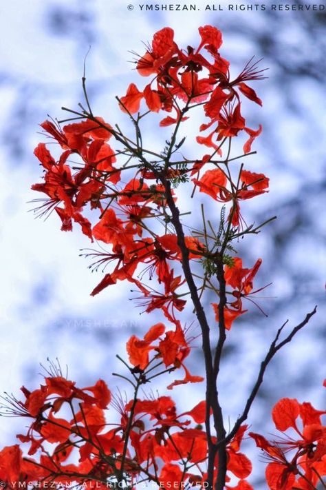 #krishnochura #flower Krishnochura Flower, Plants, Flowers, Photography, Quick Saves, Art, Nature