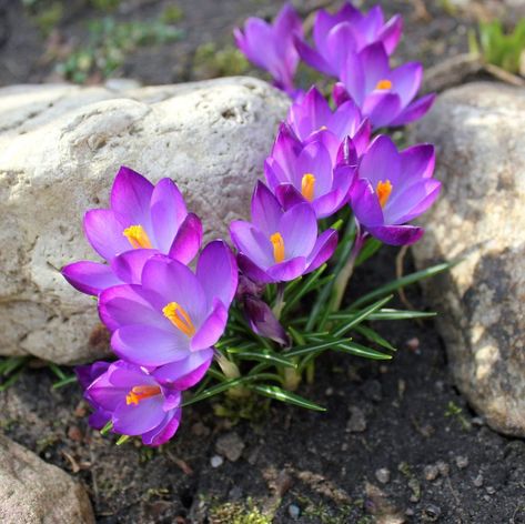 Crocus Planting Tips: Learn When To Plant Crocus Bulbs Crocus Planting Ideas, Planting Crocus Bulbs, Autumn Crocus Flower, Crocus Lawn, Naturalizing Bulbs, Snow Crocus, Bulb Garden, Spring Crocus, Crocus Bulbs