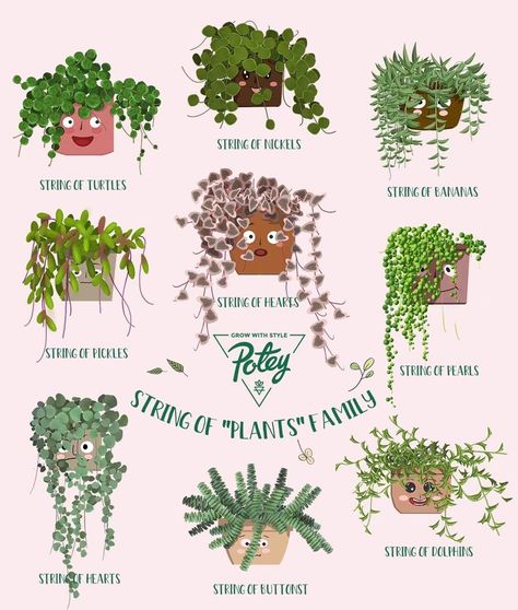 Houseplant Design Ideas, Types Of Hanging Plants, Plant Placement In Home, String Of Pearls Plant Care, Colorful Houseplants, Plant Chart, Hanging Plant Ideas, String Of Pearls Plant, Plant Names