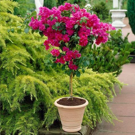 Bougainvillea pruning, Training bougainvillea Bougainvillea Care, Planting Vines, Bougainvillea Tree, Tools Tattoo, Pink Bougainvillea, Tattoo Garden, Patio Trees, Tree Braids, Mediterranean Plants