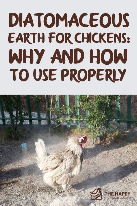 Diatomaceous Earth Uses, Diatomaceous Earth For Chickens, Dust Bath For Chickens, Herbs For Chickens, Chicken Raising, Chicken Barn, Chicken Care, Chicken Pen, Chicken Coup