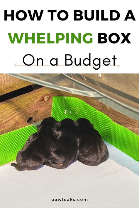 How To Build A Whelping Box For Dogs, Preparing For Dog To Have Puppies, Diy Dog Whelping Pen, Dog Birthing Box Puppies, Whelping Pens For Dogs, Raising Puppies From Birth, Puppy Whelping Checklist, Cat Whelping Box Ideas, Welping Box Ideas Puppies Small Dog