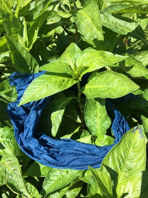 Red Journal, Indigo Plant, Natural Dye Fabric, Types Of Fibres, Blue Dye, Dry Leaf, Eco Printing, Plant Dyes, Growing Seeds