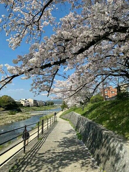 Kyoto Japan Aesthetic, Blossoms Aesthetic, Kyoto Japan Cherry Blossom, Japan Countryside, Summer In Japan, Tokyo Aesthetic, Japan Lifestyle, Japanese Countryside, Japan Spring