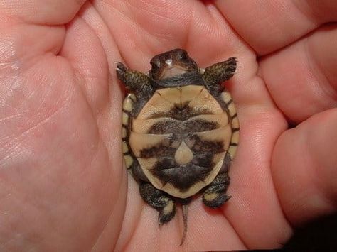 21 Of The Most Adorable Baby Turtles Silly Turtle, Rain Frog, Turtle Stuff, Happy Turtle, Baby Tortoise, Staffordshire Terriers, Baby Sea Turtles, Stanley Adventure, Pet Turtle