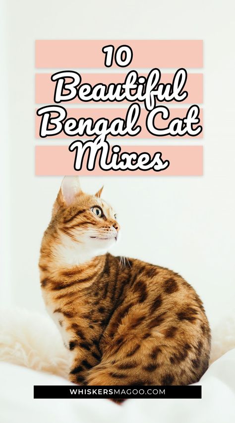 Love the Bengal cat breed or thinking of bringing a Bengal cat mix home? This post is for you! From the Serengeti cat to the Toyger, Cheetoh, and many more, check out 10 beautiful Bengal cat mixes with pictures right here. #bengalcat #bengalmix Bengal Mainecoon Cat, Bengal Mix Cats, Bengal Tabby Mix Cat, Serengeti Cat, Snow Bengal Cat Kittens, Bengal Cat Colors And Patterns, Bengal Cat White, Bengal Cat Breeders, Caring For A Newborn