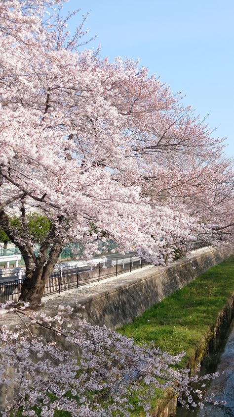 Tina Koskima on Twitter: "🍒🌸 Cherry Trees - Spring Season Has Started 🌸🍒… " Sara Core, Spring Cherry Blossoms, Tiktok Trends, Cherry Trees, Love Is Everything, Pretty Landscapes, Pink Girly Things, Happy Spring, Cherry Tree