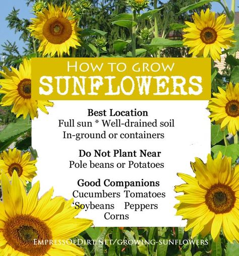 How to grow sunflowers and what not to do How To Grow Sunflowers, Grow Sunflowers, Growing Sunflowers, Sunflower Garden, Veggie Garden, Companion Planting, Growing Flowers, Permaculture, Herb Garden