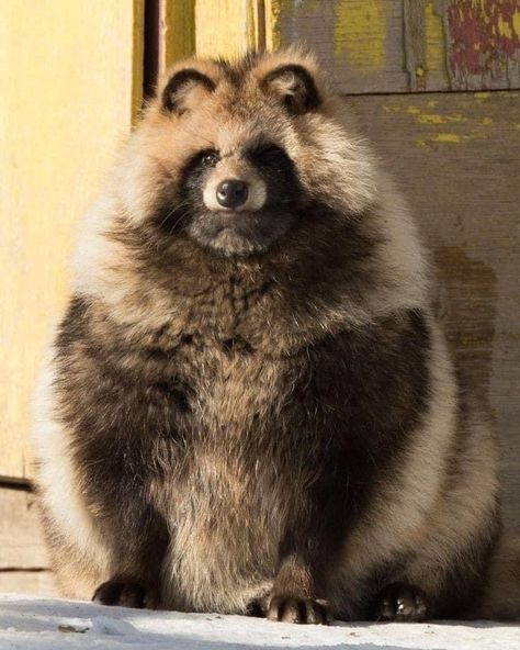 Japanese Raccoon Dog, Random Animals, Trash Pandas, Pet Raccoon, Raccoon Dog, Cute Raccoon, Raccoon Funny, Trash Panda, Pretty Animals