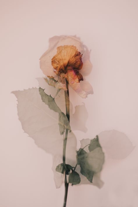 Faded Flowers Aesthetic, Nature Double Exposure, Double Exposure Flowers, Flower Double Exposure, Multi Exposure Photography, Flower Photography Ideas, Photography Development, Multiple Exposure Photography, Conceptual Portrait