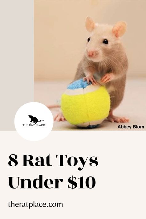 Toys For Rats Diy, Pet Rat Toys Diy, Pet Rat Cages Ideas, Pet Rat Toys, Rat Enrichment, Diy Rat Toys, Pet Rat Cages, Rat Care, Baby Rats