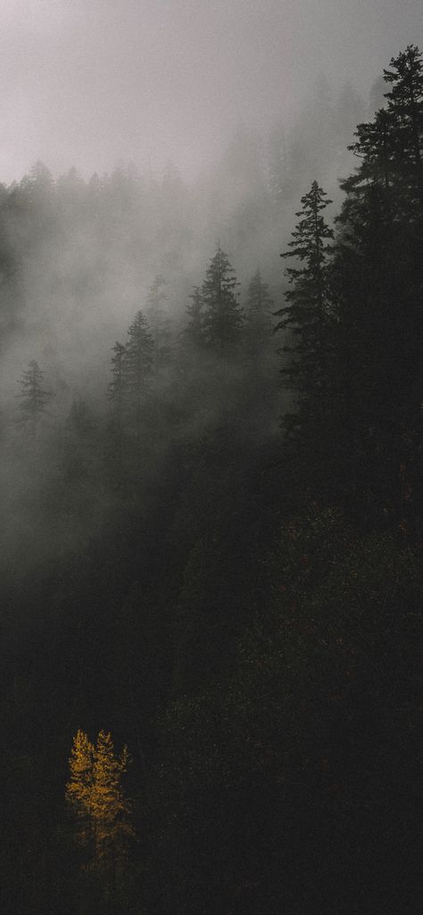 Cabin Vibes, Dark Naturalism, Dark Forest Aesthetic, Background Nature, Rain Wallpapers, Nature Sketch, Screen Savers Wallpapers, Dark Nature Aesthetic, Pretty Landscapes