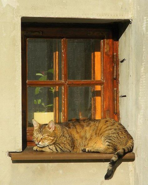 cat sleeping in window #cat #cat #sleeping Cat Sitting On Window Sill, Cat Napping, Witch Cottage, Cat Window, Cat Anime, Cat Facts, Cat Sleeping, Domestic Cat, Cat Nap