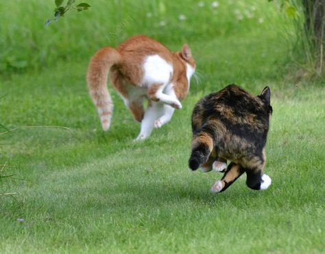 Cat Running, Cat Races, Cat Run, Image Chat, Cat Boarding, Cat Paws, Cats Meow, Pretty Cats, Crazy Cat Lady