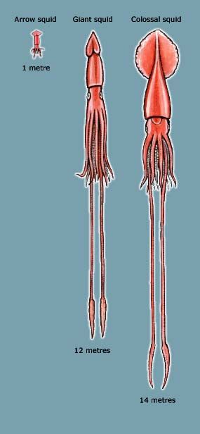 Size comparison of the arrow, giant and colossal squid Squid Species, Colossal Squid, Squid Tattoo, Octopus Squid, Giant Squid, Molluscs, Deep Sea Creatures, The Arrow, Marine Biology