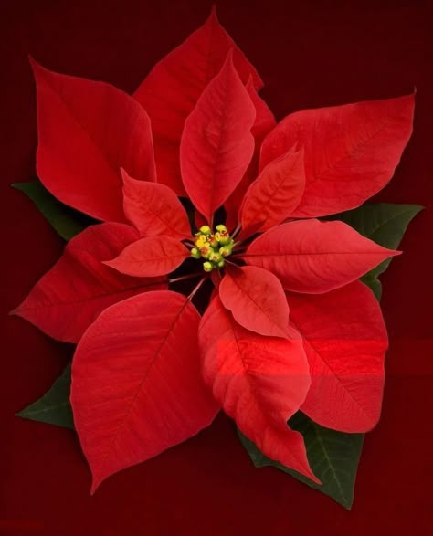 Watercolour Pointsettia, Pointessia Christmas, Ponsietta Flowers, Pointsetta Plant, Pointsetta Flower, Sunflower Centerpieces Diy, Poinsettias Flowers, Images Of Christmas, Botanical Christmas