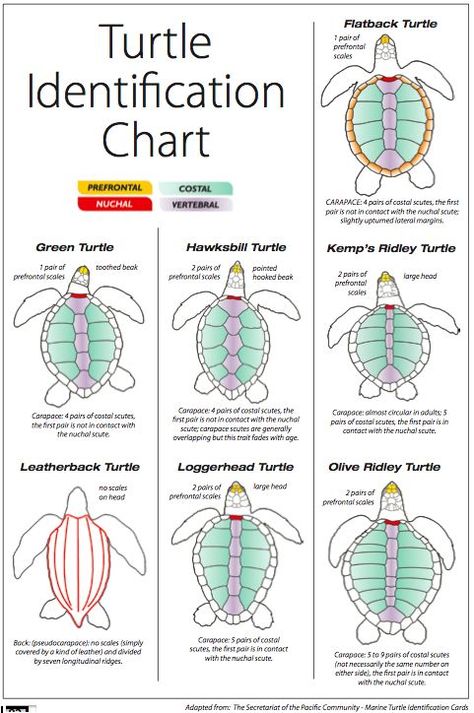 sea turtle indemnification chart Oceanography Marine Biology, Types Of Turtles, Turtle Facts, Tortoise Turtle, Biology Notes, Animal Science, Turtle Love, Turtle Art, Oceanography