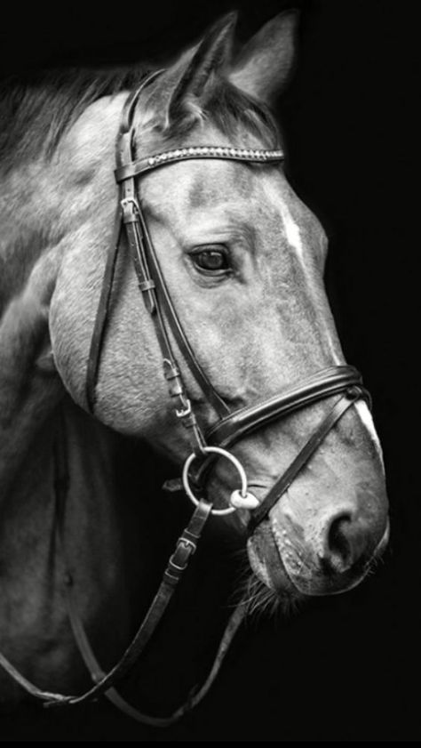 LL Horse Head Photography, Horse Black And White, Adoption Photos, Hilarious Photos, Horse Face, Most Beautiful Horses, Horse Portrait, Horse Drawings, All The Pretty Horses