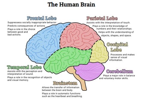 Air Pollution Linked To Brain Disorders & Diminished Cognitive Abilities (American Psychological Association) Regions Of The Brain, Brain Parts And Functions, Brain Worksheet, Human Brain Diagram, Biological Psychology, Content Wall, Medical Diagrams, Brain Project, Brain Lobes