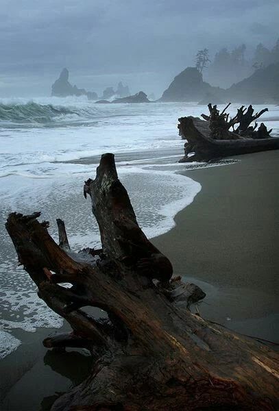 Zumba, Washington State, Driveway, Pacific Northwest, Beautiful World, Hydrangea, The Ocean, Beautiful Nature, Aurora