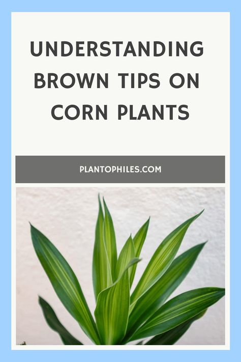 Explore the reasons behind your corn plant's brown tips with informative tips on Dracaena fragrance care. Discover common issues affecting corn plants and enhance your gardening skills effortlessly. Master the art of cultivating a thriving and healthy indoor garden with useful insights. Corn Plant Indoor Care, Corn Plant Indoor, Dracaena Fragrans, Brown Tips, Burnt Ends, Corn Plant, Healthy Garden, Black Leaves, The 8