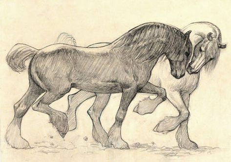 All Play Sketch                                                                                                                                                                                 More Cute Horse Drawings, Horse Cute Drawing, Horse Reference Drawing, How To Draw Horse, Horse Sketch Pencil, Pony Sketch, Horses Illustration, Draw Horse, Horse Draw