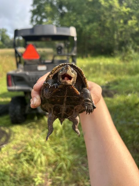 Musk Turtles (Genus Sternotherus) Musk Turtle, Sarah Ross, Turtles