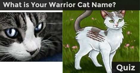 Your Warrior Cat Name, Warrior Cats Quiz, Warrior Cat Names, Warrior Cat Memes, Warrior Names, Warrior Cats Books, Cat Whisperer, F2 Savannah Cat, Warrior Cat Drawings