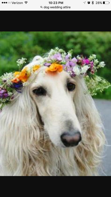 Love My Dog, Afghan Hound, Dog Flower, Hound Dog, Cute Kittens, Sweet Animals, Pet Grooming, Beautiful Dogs, 귀여운 동물