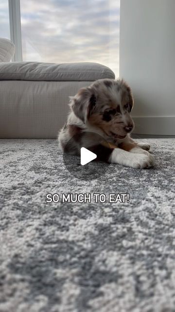 Bowie the mini aussie on Instagram: "a true tale 🫠

—

#aussie #australianshepard #puppy #dog" Mini Aussie Puppy, Aussie Puppy, Aussie Puppies, Mini Aussie, Puppy Dog, Instagram A, Puppies, Dogs, On Instagram