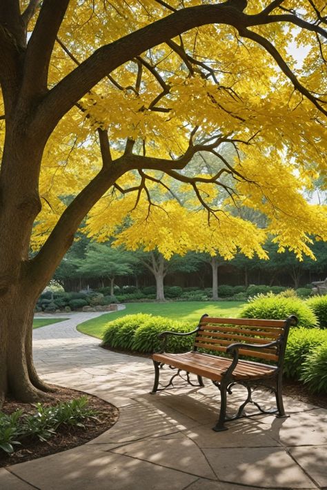 Discover the best trees for large yards, including fast-growing options perfect for added privacy. Whether you have a small yard or need driveway trees, explore the top picks for zones 5 & 6 landscapes. Find the best privacy trees and shrubs to enhance any backyard with beautiful greenery that suits your space perfectly. From small trees for privacy to large yard trees, there's a wide variety to choose from that will elevate your outdoor surroundings with ease. Driveway Trees, Best Privacy Trees, Oak Trees Landscaping, Trees For Privacy, Yard Trees, Trees For Front Yard, Backyard Trees, Privacy Trees, Sycamore Tree