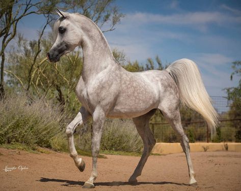 Cai Arabi, Arabic Horse, Elegant Horse, Arabian Stallions, Horse Ears, Horse Anatomy, Horse Inspiration, Beautiful Arabian Horses, Horse Dressage