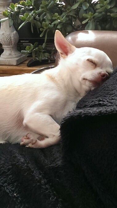 14 Lovely Pictures Of Chihuahuas Who Love To Sleep Very Much | Page 2 of 4 | PetPress Chihuahua Black, Dogs Brown, Dogs White, Black Chihuahua, Pleasant Dreams, Brown Dogs, White Chihuahua, Baby Chihuahua, Black Dogs