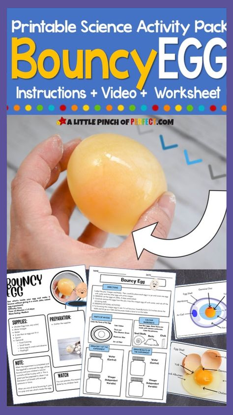 Compared to some activities, this Bouncy Egg science experiment really is “hands-on,” because your little scientist can use their hands and senses to hold and explore the results of the experiment. Since all the supplies can be found in your kitchen it also makes this experiment easy to do, low cost, and fun! Bouncy Eggs Experiment, Bouncy Egg Science Fair Project Board, Bouncing Egg Science Fair Project, Egg Science Fair Projects, Egg Drop Science Experiment, Bouncing Egg Experiment, Disappearing Egg Shell Experiment, Rubber Egg Experiment, Naked Egg Experiment