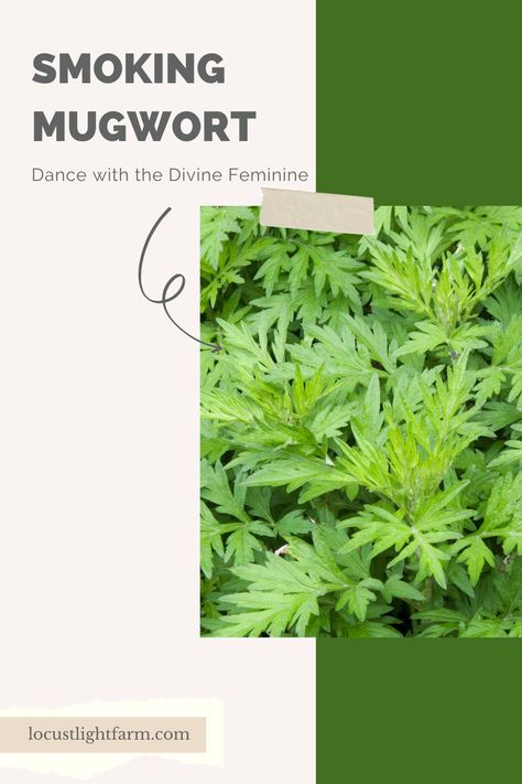 Smokable Herb Blends, Mugwort Benefits, Smokeable Herbs, Feminine Herbs, Dried Mugwort, Herbs For Witchcraft, Smokable Herbs, Herbs And Their Uses, Herbal Living