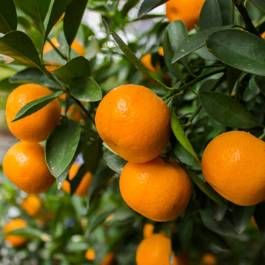 Gardening suggestions for yellowing leaves on mandarin Colors Name In English, Chinese New Year Flower, Mandarin Peel, Tangerine Essential Oil, Orange Trees, Mandarin Oranges, Skin Patches, Garden Help, Essential Oil Scents