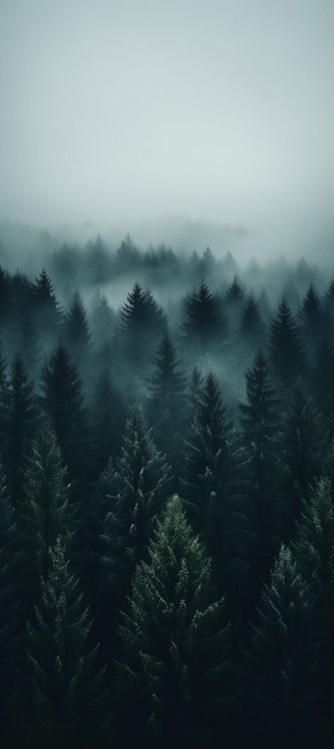 Tablet Screensaver Screen Wallpaper, Twilight Iphone Wallpaper, Dark Scenery Wallpaper, Dark Moody Wallpaper Iphone, Dark Green Forest Wallpaper, Moody Wallpaper Iphone, Winter Forest Aesthetic, Iphone Dark Theme, Dark Moody Wallpaper