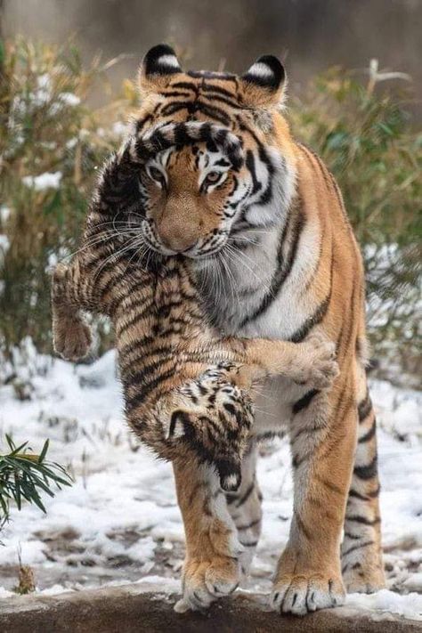 Tiger Therian, Brave Animals, Unusual Animal Friendships, Animal Friendships, Tiger Cubs, Tiger Pictures, 사진 촬영 포즈, Animals Friendship, Unusual Animals