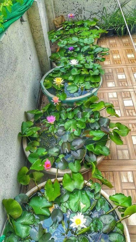 Lotus Pond Garden, Diy Crafts Easy At Home, Indoor Pond, Fish Pond Gardens, Container Water Gardens, Lotus Garden, Indoor Water Garden, Unique Garden Decor, Garden Pond Design