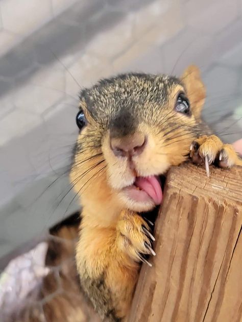 Squirrel Aesthetic, Silly Squirrel, Funny Squirrel Pictures, Pet Squirrel, Cute Chipmunk, Squirrel Pictures, Squirrel Funny, Cute Small Animals, Cute Squirrel