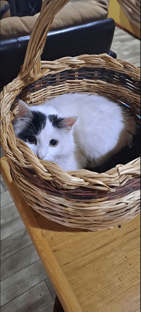 The Pawsome World Of Baskets (And Sometimes Trash Cans) Magnetic Power Over Cats (19 Cat Pictures) - I Can Has Cheezburger? Cat In Basket, Cat Pictures, Recycling Bins, Everyday Objects, Pet Store, Cat Pics, Cat Memes, A Cat, Feline