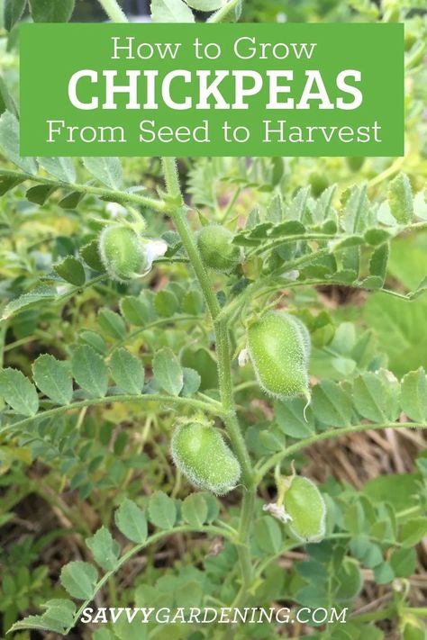 How to Grow Chickpeas From Seeds. Chickpeas, also called garbanzo beans, make hummus, and YES! You can grow chickpeas at home in your vegetable garden. A seed to harvest chickpea growing guide. Growing chickpeas at home is fun. Learn about planting chickpea seeds here. #StartingSeeds #Chickpeas #Gardening How To Grow Chickpeas, Growing Chickpeas, Grow Chickpeas, Chickpea Plant, Growing Vegetables In Pots, Kinds Of Beans, Planting Garlic, Environmentally Friendly Living, Cooking Dried Beans