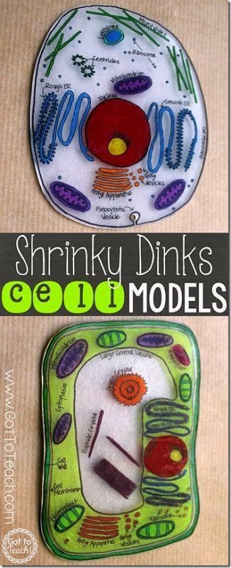 Shrink Dink Cell Model Science Project - This is such a fun, hands on science kids activity! Includes free printable cell template. Science Cells, Cells Project, Cell Model, 6th Grade Science, Teaching Biology, Science Projects For Kids, Shrinky Dink, Science Activities For Kids, Science Project