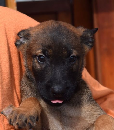 Belgian Malinois puppy Belgian Malinois Mix Doberman, Malinois Dog Puppy, Puppy Belgian Malinois, Belgian Malinois Aesthetic, Belgian Malinois Puppy, Malinois Puppies For Sale, Malinois Puppy, Belgian Malinois Puppies, Belgium Malinois