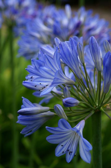 Explore KarlGercens.com GARDEN LECTURES' photos on Flickr. KarlGercens.com GARDEN LECTURES has uploaded 131633 photos to Flickr. Agapanthus Garden, Blue Agapanthus, Flowers Pretty, Blue And Purple Flowers, Blue Garden, Drought Tolerant Plants, Amazing Facts, The Grass, Drought Tolerant