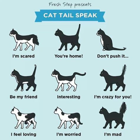 Cat Tail Speak Cat Tail Signs, Cats Sayings, Animal Language, Cat Activities, Famous Cats, Cat Tails, Cat Language, Cat Things, Cat Hacks