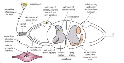 Spinal cord cross section Spinal Cord Anatomy, Human Anatomy Chart, Biology Diagrams, Animal Behaviour, Nerve Fiber, Spinal Nerve, Nerve Cell, Smarty Pants, Spinal Cord